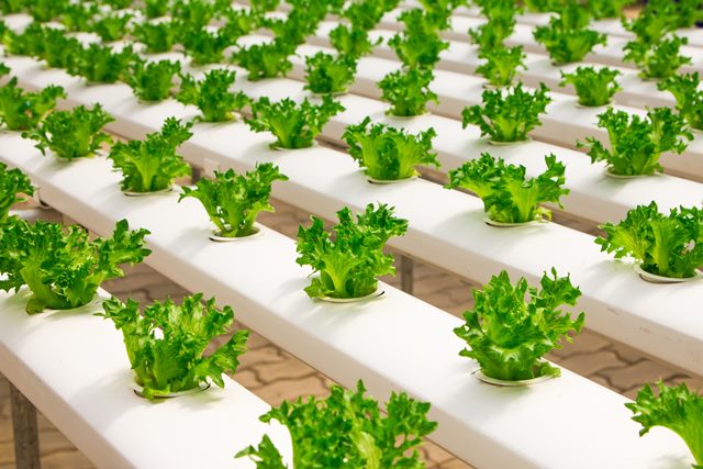 El máster del emprendimiento agroalimentario sostenible